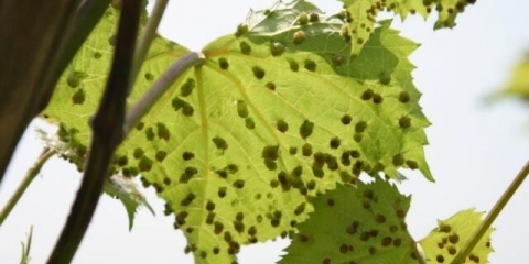 Prskanje grožđa bordo mješavinom: jesen, proljeće, ljeto